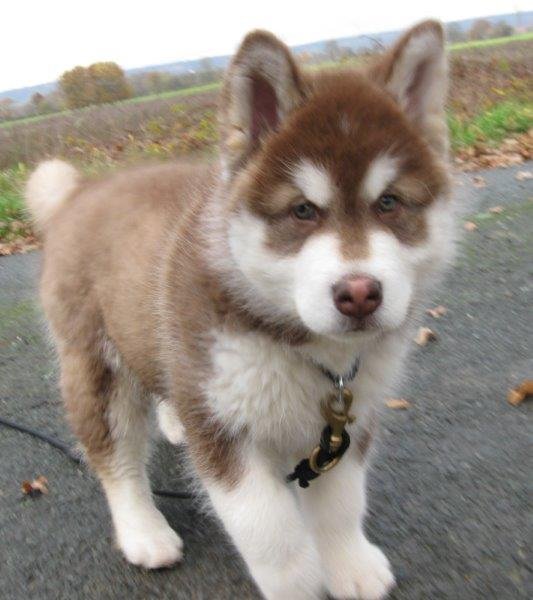 Danko 9 Wochen 2 024